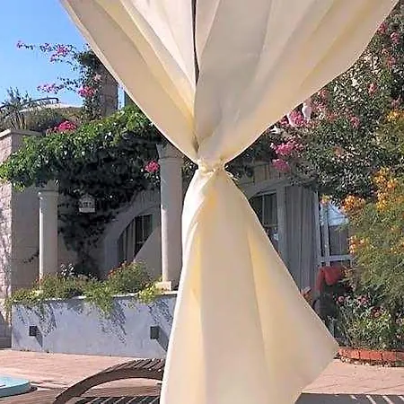 Bougenvilia Tomas 3*